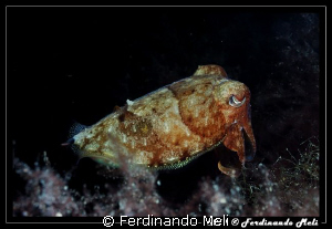 Cuttlefish. by Ferdinando Meli 